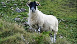 Webinar - Breeding sheep to reduce methane emissions